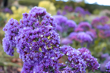 Fototapeta premium purple flower