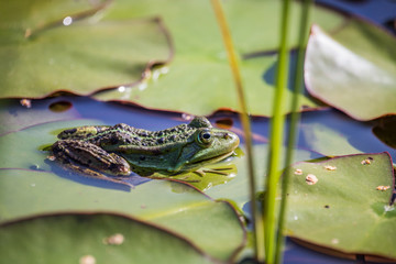 A beautiful common green water frog enjoying sunbathing in a natural habitat at the forest pond. Wild amphibian.