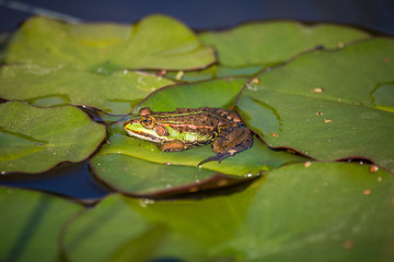 A beautiful common green water frog enjoying sunbathing in a natural habitat at the forest pond. Wild amphibian.