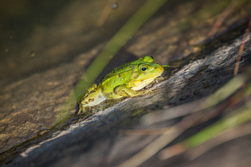 A beautiful common green water frog enjoying sunbathing in a natural habitat at the forest pond. Wild amphibian.