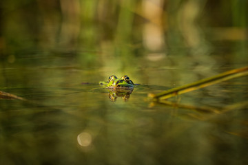 A beautiful common green water frog enjoying sunbathing in a natural habitat at the forest pond. Wild amphibian.