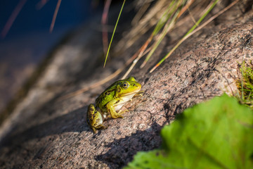 A beautiful common green water frog enjoying sunbathing in a natural habitat at the forest pond. Wild amphibian.