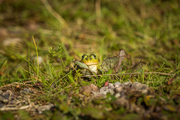 A beautiful common green water frog enjoying sunbathing in a natural habitat at the forest pond. Wild amphibian.
