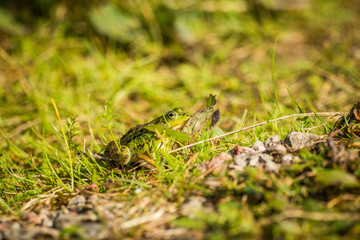 A beautiful common green water frog enjoying sunbathing in a natural habitat at the forest pond. Wild amphibian.