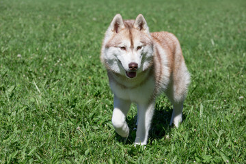 Sable siberian husky puppy is standing on a green grass in the park. Pet animals