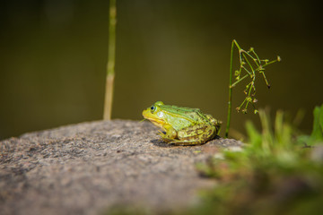 A beautiful common green water frog enjoying sunbathing in a natural habitat at the forest pond. Wild amphibian.