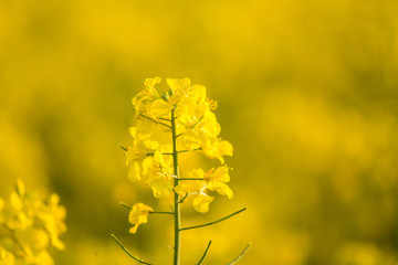 Beautiful, vivid yellow rapeseed flowers in the field. Spring scenery of northern Europe.