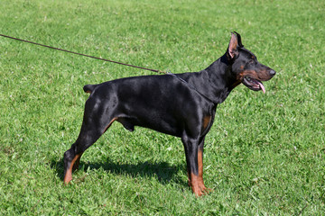 Cute doberman pinscher is standing on a green grass. Pet animals.