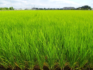 梅雨の晴れ間の青田風景