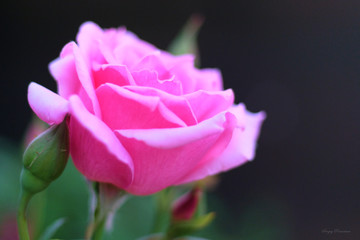 Flowers in the summer garden in the afternoon