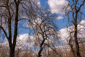 Chestnut trees in spring - without leaves