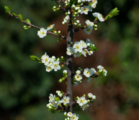 blossom twig on plum tree