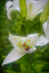 Obraz premium Lily blossom