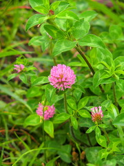 除草された後の土手に咲く赤詰め草