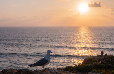 un gabbiano al tramonto