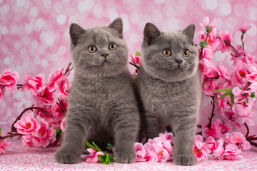 british kittens playing in flowers