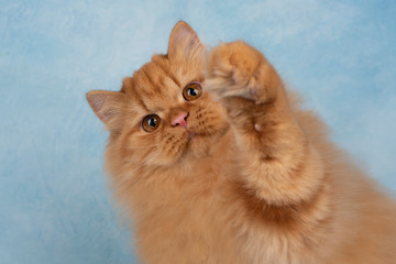 British longhair cat on a blue background isolated