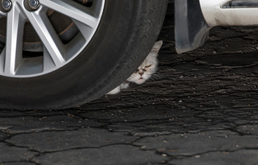 Fototapeta premium the kitten is sleeping on a car tire
