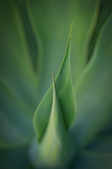 Fototapeta na wymiar Green leaves forming a smooth pattern