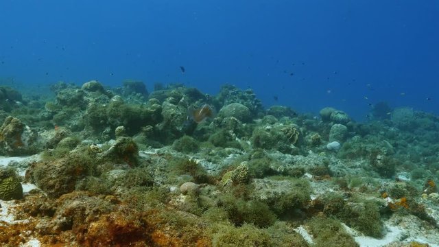 Seascape of coral reef in the Caribbean Sea around Curacao with Reef Squid, coral and sponge