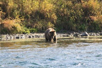 Brown bear swimming and fishing in the river in Kamchatka.