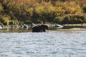 Brown bear swimming and fishing in the river in Kamchatka.