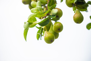 Birnen wachsen an einem Birnbaum