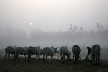 Misty morning in the Bengal countryside Kumrokhali