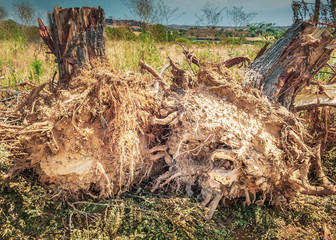 Tree stumps after road side trees have been cutdown and then extracted after they have overgrown along pavements.