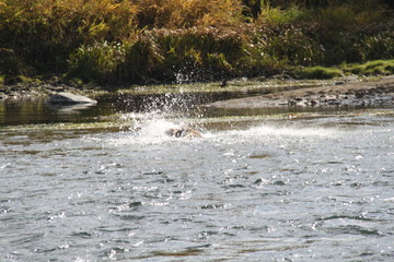 Brown bear swimming and fishing in the river in Kamchatka.