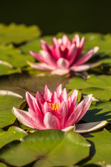 A beautiful light pink water lilies growing in a natural pond. Colorful summer scenery with water flowers.