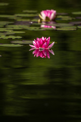A beautiful light pink water lilies growing in a natural pond. Colorful summer scenery with water flowers.