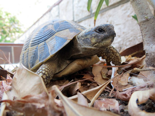 Ornate Box Turtle