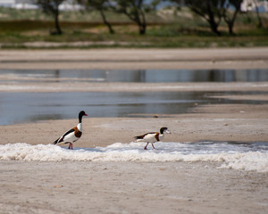 The common shelduck (Tadorna tadorna)