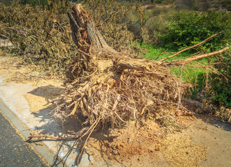 Tree stump after road side tree has been cutdown and then extracted after it has overgrown damaging pavements.