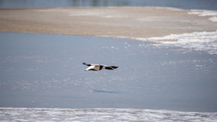 The common shelduck (Tadorna tadorna)