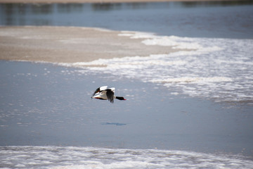 The common shelduck (Tadorna tadorna)