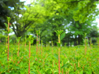 公園に芽吹くドウダンツツジの若葉