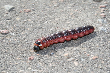 red and black caterpillar