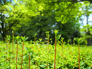 Fototapeta na wymiar ドウダンツツジの若葉の芽吹く公園風景