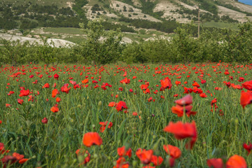 Wild Poppy Field