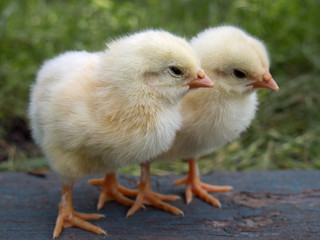 Beautiful yellow little chickens on a natural background.