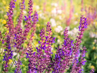 Beautiful purple sage flowers blooms in the summer meadow. Flower background.