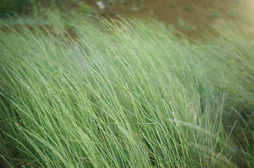 Grass , cereal on the coast. Pale green in color.