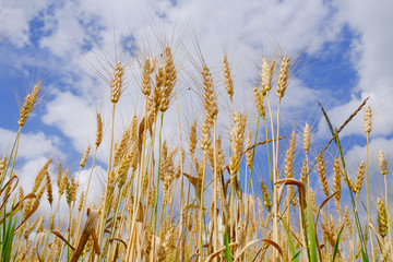 Ears of ripening wheat against the sky on a summer day.