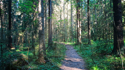 swamp landscape nordic