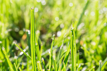 Close up of thick grass with water drops in the early morning
