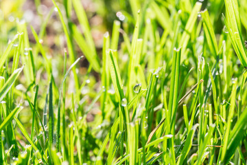 Obraz premium Close up of thick grass with water drops in the early morning