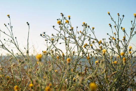 Yellow flowers growing on the beach. Botany of the sea coast.