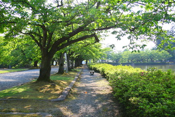 公園 桜並木 散歩道